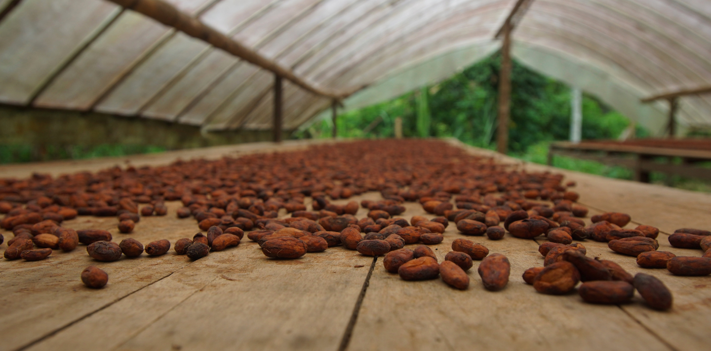 secado de cacao